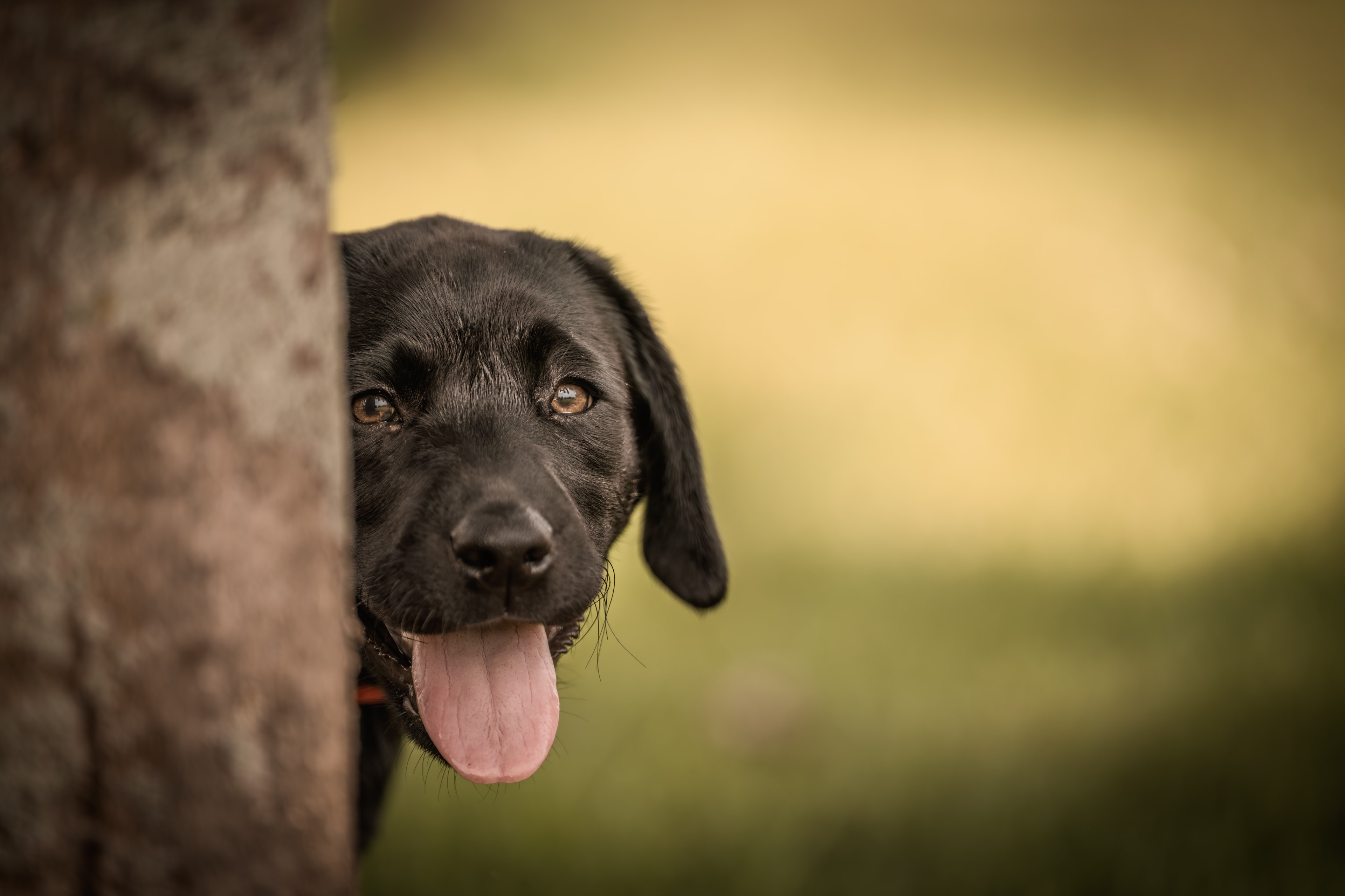 Fine art dog portrait