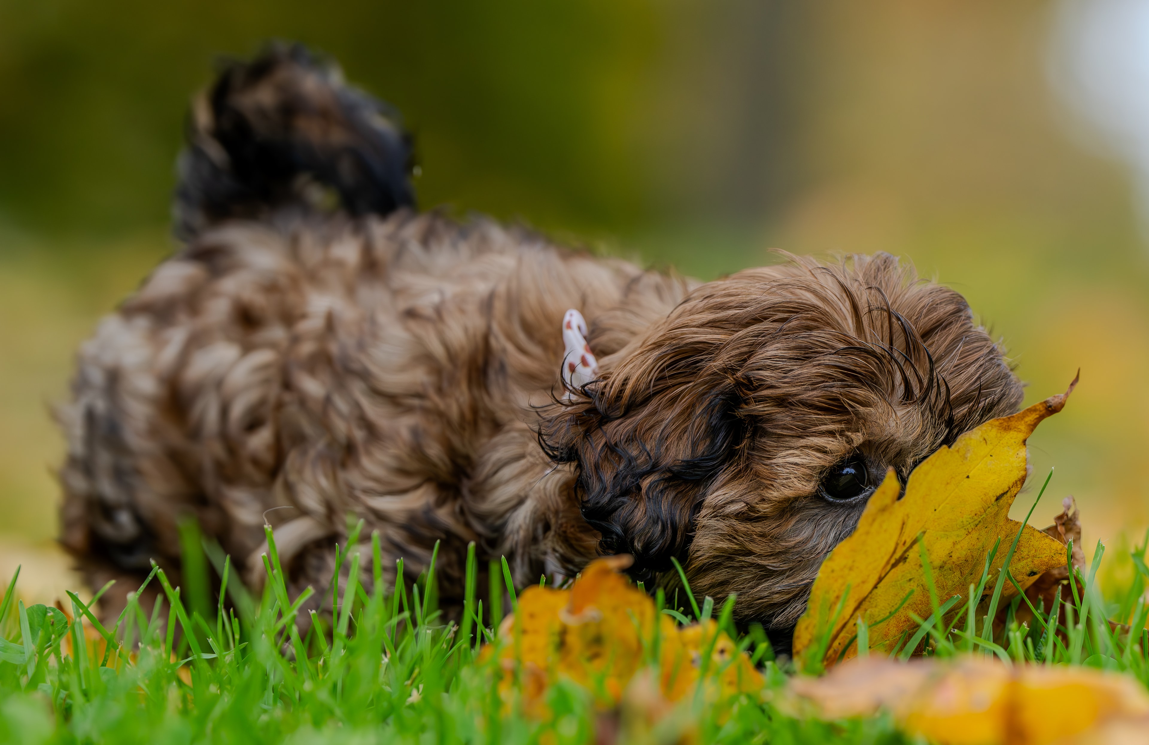 Two dogs playing in sunny field